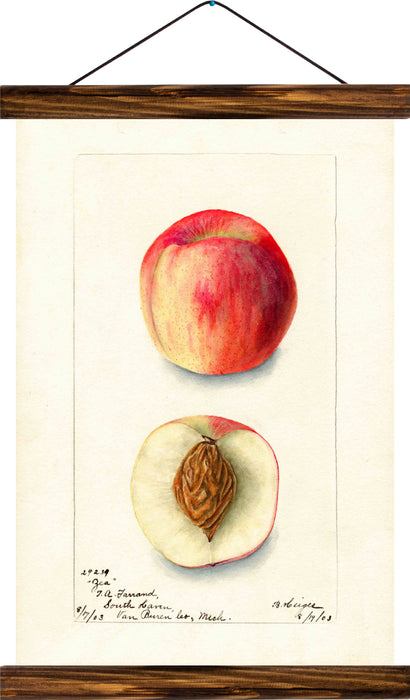 Peach, reprint on linen - Josef und Josefine