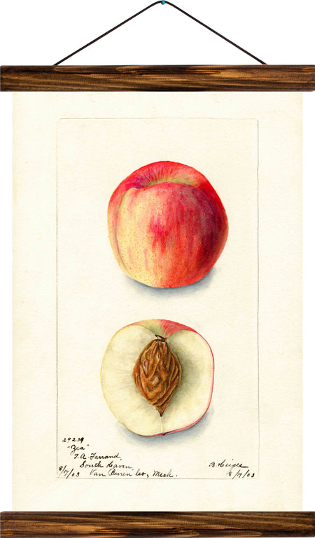 Peach, reprint on linen - Josef und Josefine