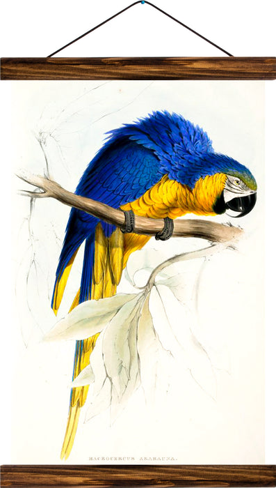 Parrot, reprint on linen - Josef und Josefine