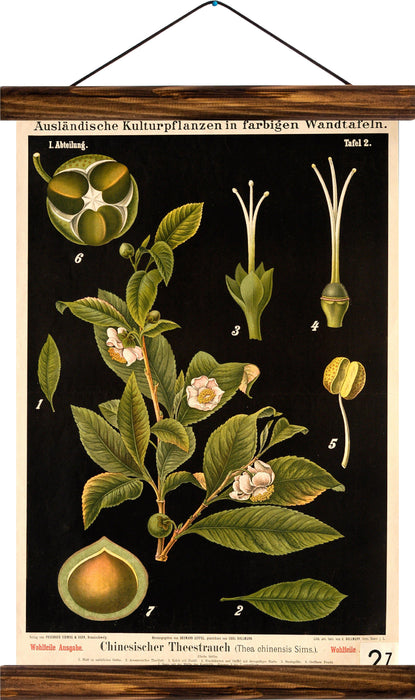 Chinese tea bush, reprint on linen - Josef und Josefine