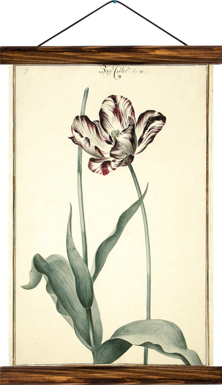 Tulip, reprint on linen - Josef und Josefine