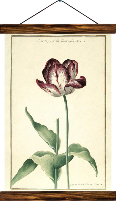 Tulip, reprint on linen - Josef und Josefine