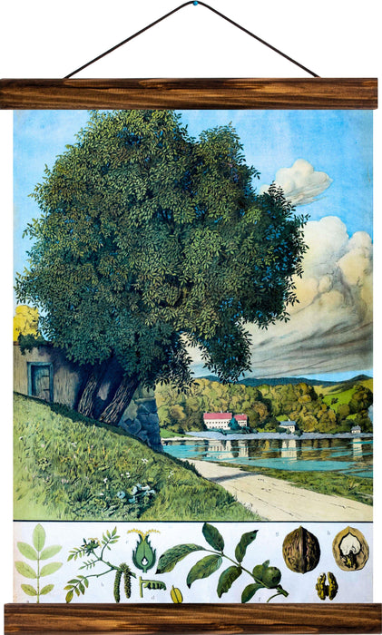 Walnut tree, reprint on linen - Josef und Josefine