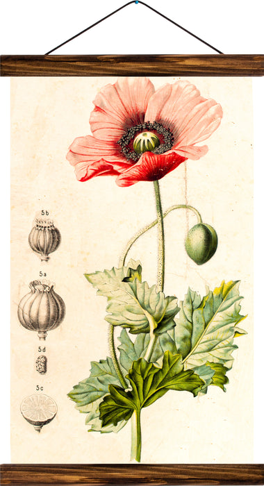 Poppy, reprint on linen - Josef und Josefine