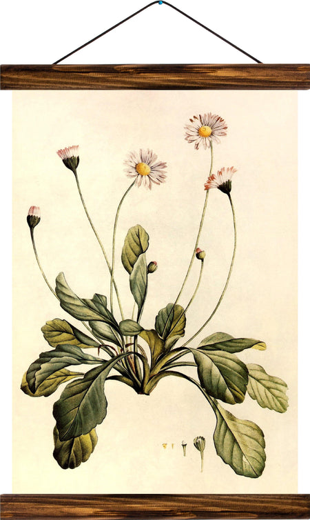 Common daisy, reprint on linen - Josef und Josefine