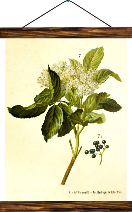 Elderberry, reprint on linen - Josef und Josefine