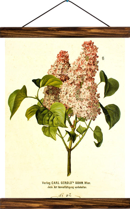 Liliac, reprint on linen - Josef und Josefine