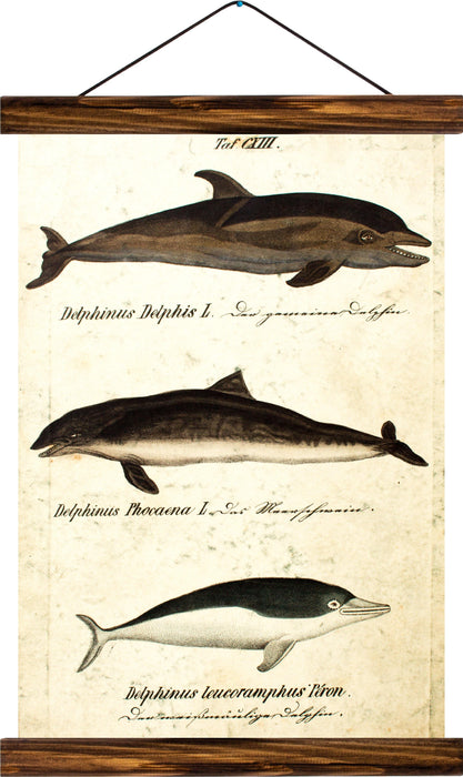 Dolphins, reprint on linen - Josef und Josefine