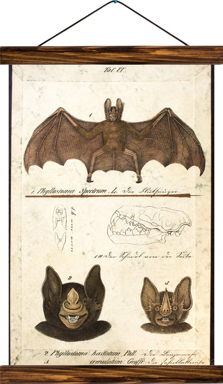 Bat, reprint on linen - Josef und Josefine