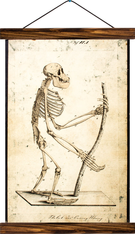 Skeleton of a monkey, reprint on linen - Josef und Josefine