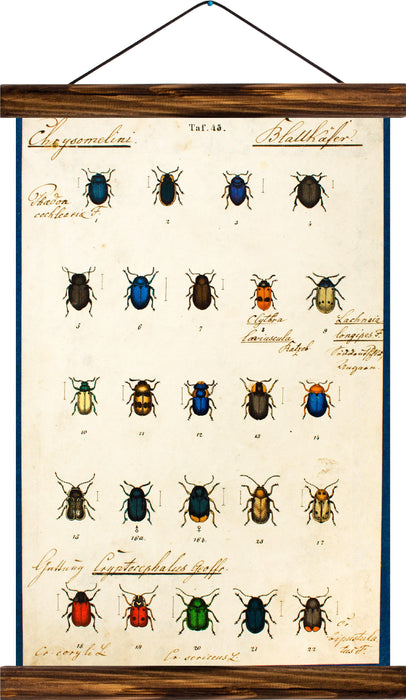 Different types of beetles, reprint on linen - Josef und Josefine