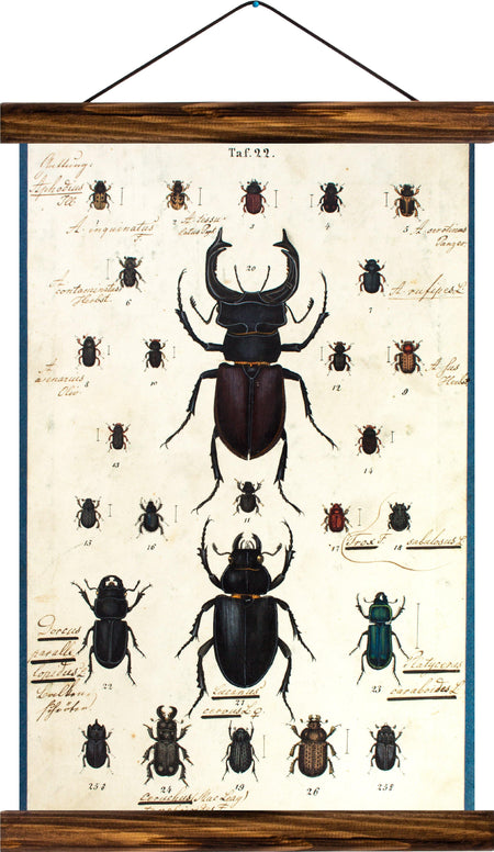 Different types of beetles, reprint on linen - Josef und Josefine