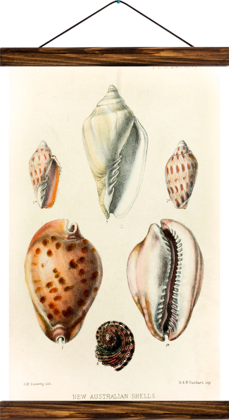 Shells, reprint on linen - Josef und Josefine