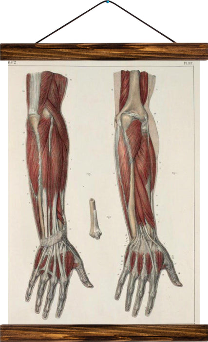 Human arm, reprint on linen - Josef und Josefine