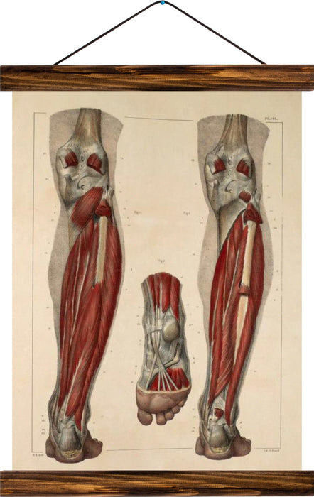 Human leg, reprint on linen - Josef und Josefine