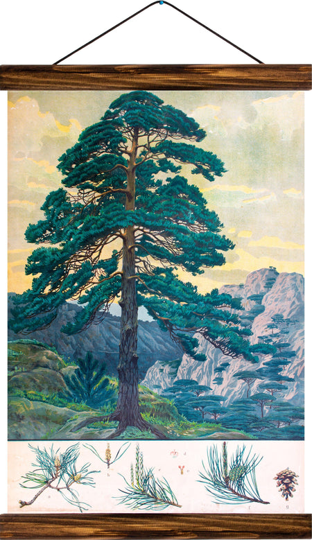 Scots pine, reprint on linen - Josef und Josefine