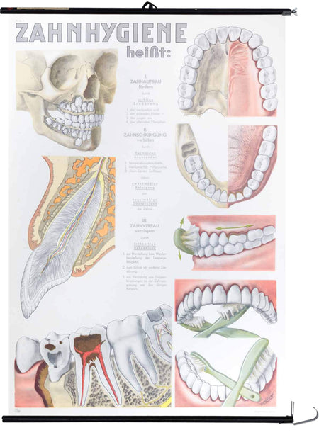 Dental hygiene, Dr. Med. Konrad Allmer, 1950 - Josef und Josefine