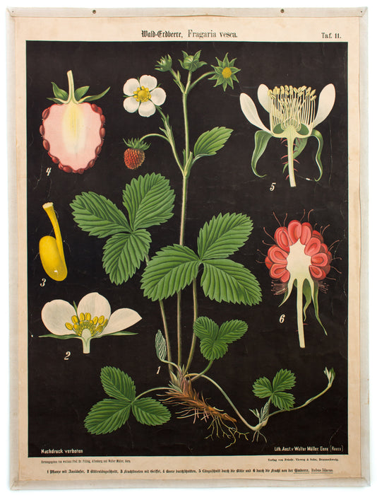 Wald-Erdbeere, Fragaria vesca, Prof. Dr. Pilling, 1916 - Josef und Josefine