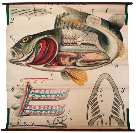 Barsch, Vintage Wall Chart Perch by Paul Pfurtscheller, 1913 - Josef und Josefine