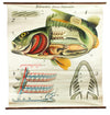 Barsch, Vintage Wall Chart Perch by Paul Pfurtscheller, 1913 - Josef und Josefine