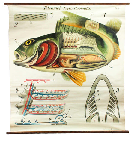Barsch, Vintage Wall Chart Perch by Paul Pfurtscheller, 1913 - Josef und Josefine
