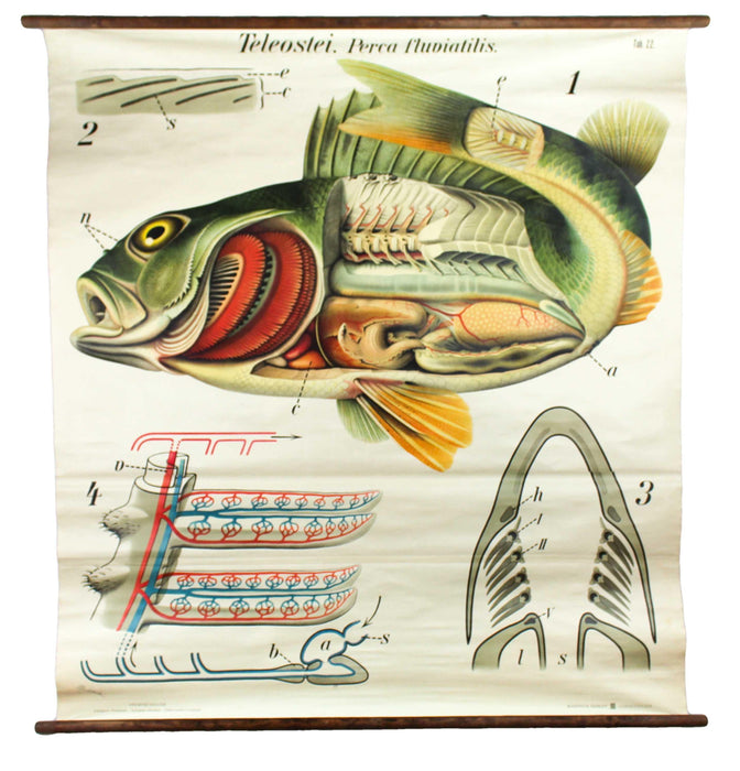 Barsch, Vintage Wall Chart Perch by Paul Pfurtscheller, 1913 - Josef und Josefine