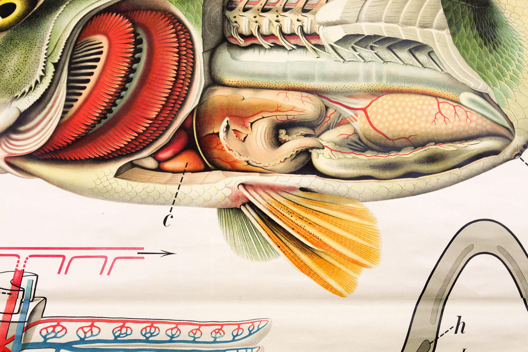 Barsch, Vintage Wall Chart Perch by Paul Pfurtscheller, 1913 - Josef und Josefine