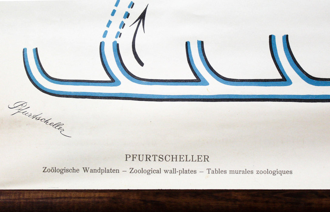 Barsch, Vintage Wall Chart Perch by Paul Pfurtscheller, 1913 - Josef und Josefine