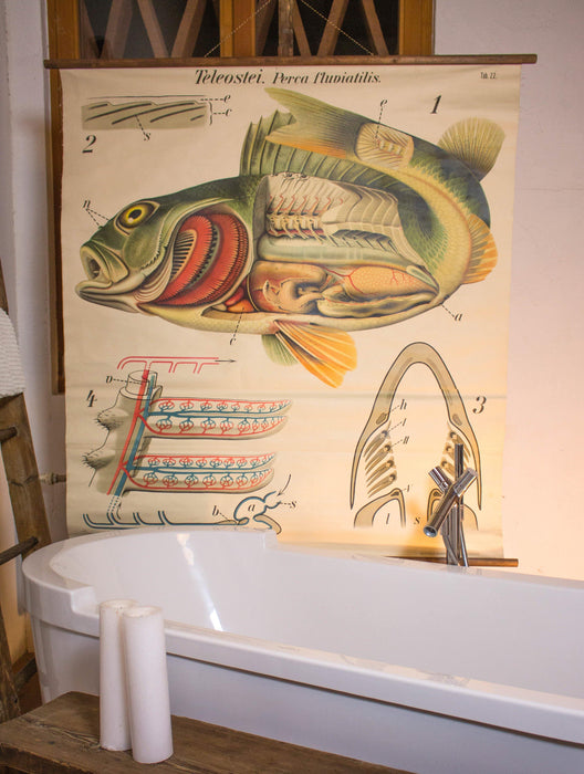 Barsch, Vintage Wall Chart Perch by Paul Pfurtscheller, 1913 - Josef und Josefine