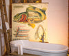 Barsch, Vintage Wall Chart Perch by Paul Pfurtscheller, 1913 - Josef und Josefine