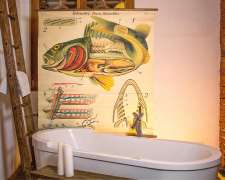 Barsch, Vintage Wall Chart Perch by Paul Pfurtscheller, 1913 - Josef und Josefine