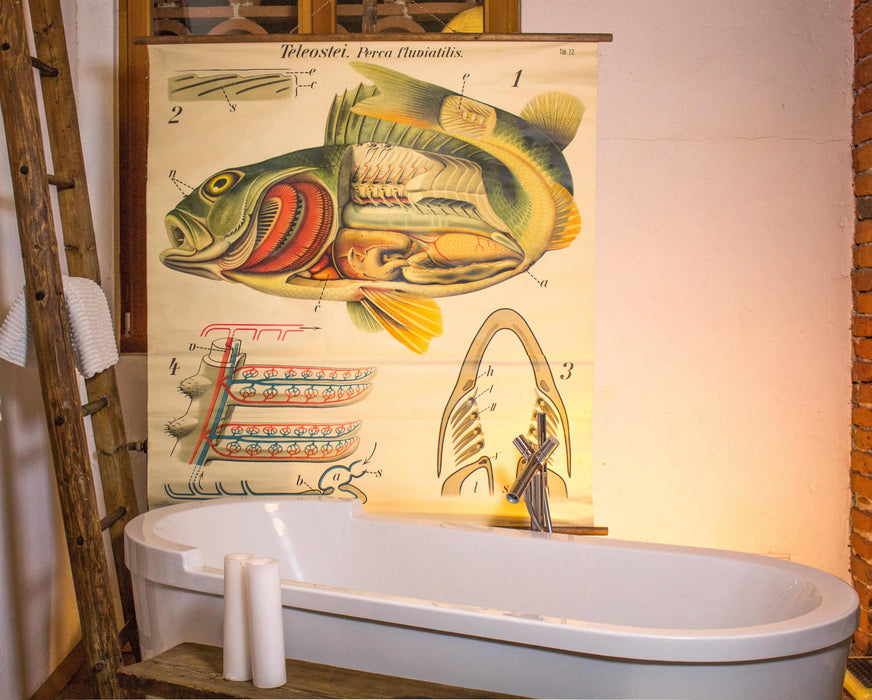 Barsch, Vintage Wall Chart Perch by Paul Pfurtscheller, 1913 - Josef und Josefine
