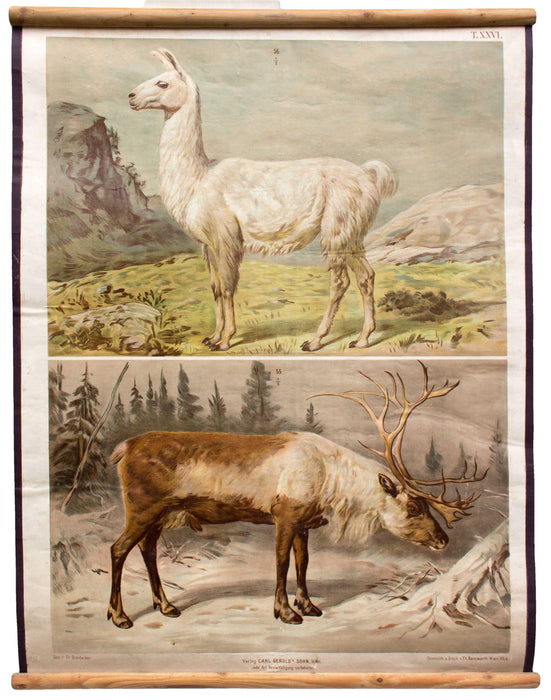 Lama, Renntier, deer, reindeer, Gerold Verlag, 1893 - Josef und Josefine