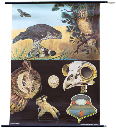 Hawk, Jung-Koch-Quentell, 1968 - Josef und Josefine