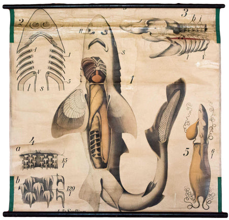 Hai, Shark Anatomy Wall Chart by Paul Pfurtscheller, 1902 - Josef und Josefine