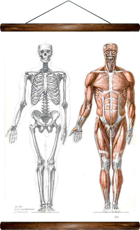 Human body, reprint on linen - Josef und Josefine