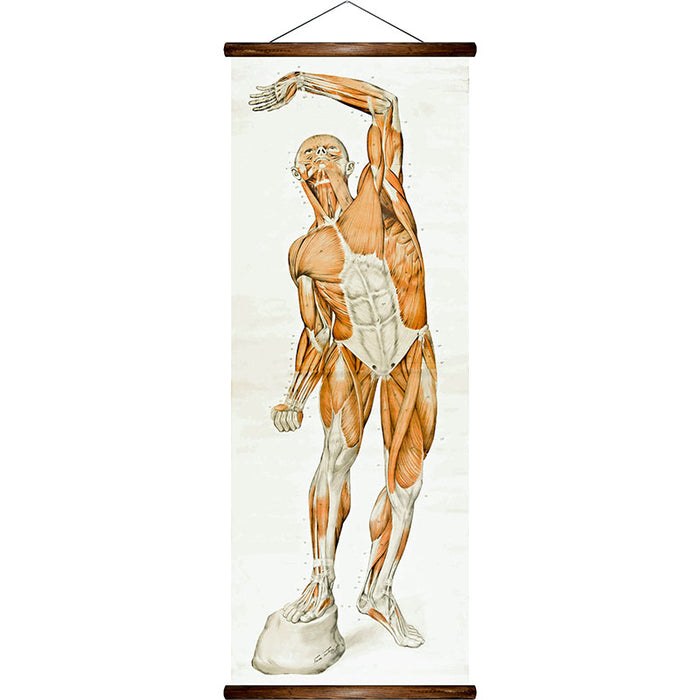 Human muscles, reprint on linen