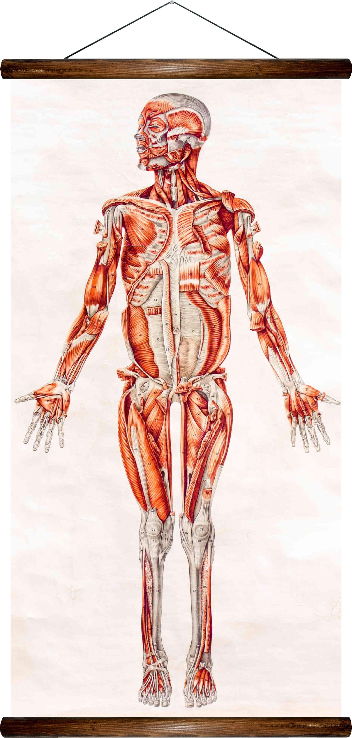 Human13_1200x2513.jpg?v=1610813802