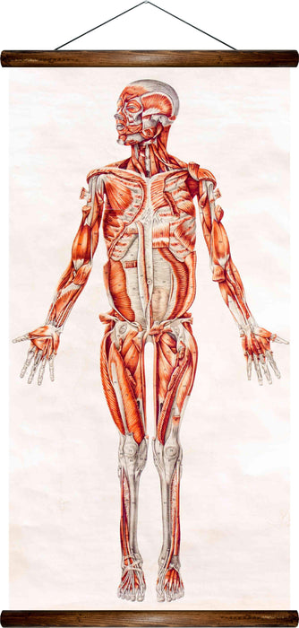 Human muscles, reprint on linen - Josef und Josefine