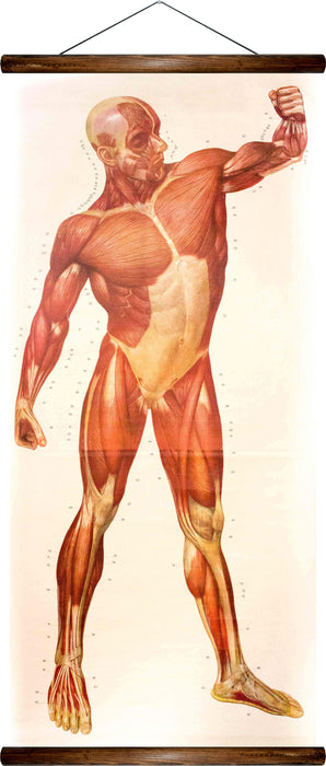 Human muscles, reprint on linen - Josef und Josefine