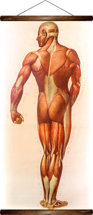 Human muscles, reprint on linen - Josef und Josefine