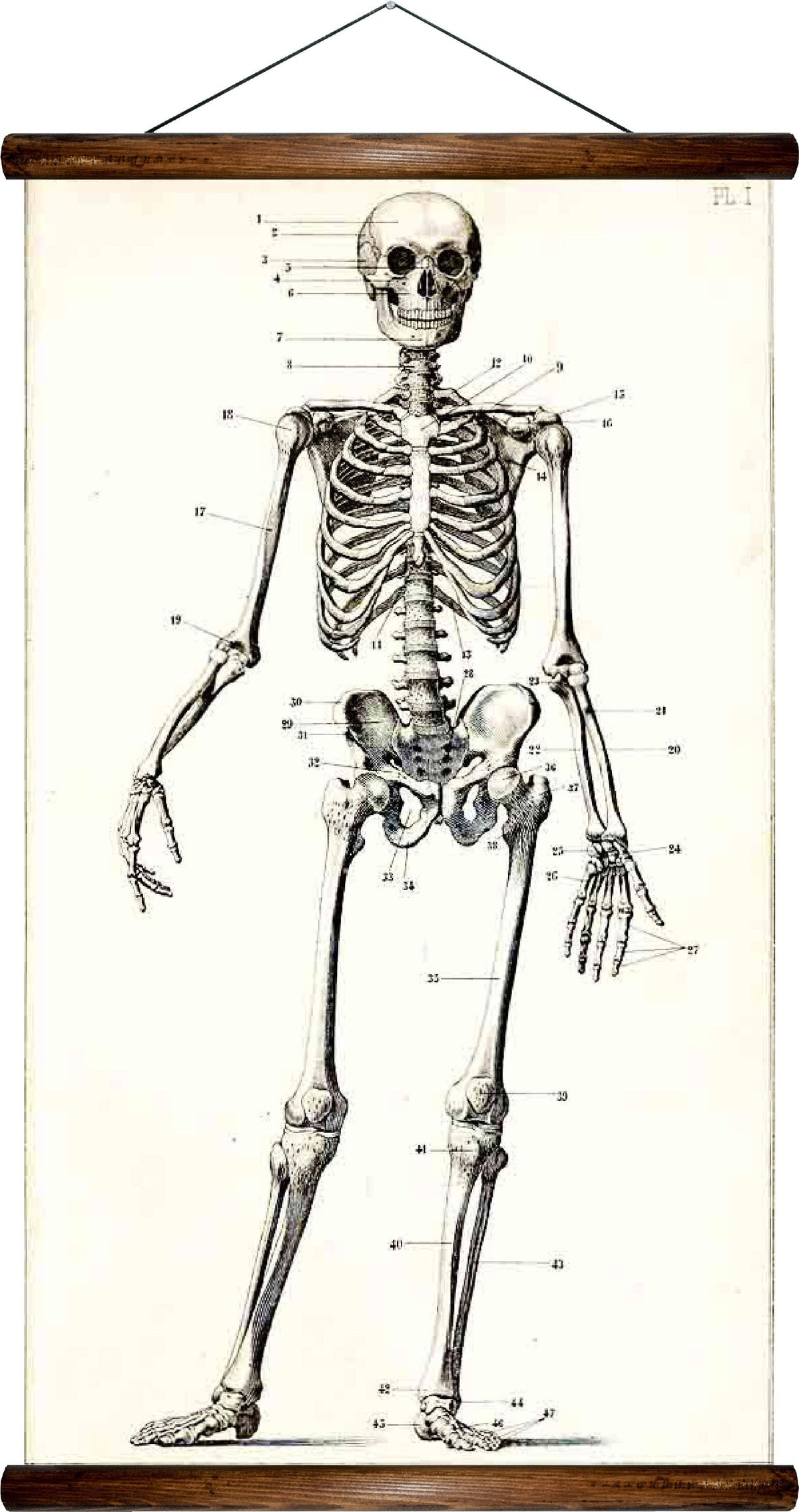 Human1_1200x2271.jpg?v=1610813801