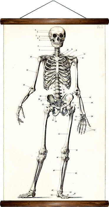 Human Skeleton, reprint on linen - Josef und Josefine