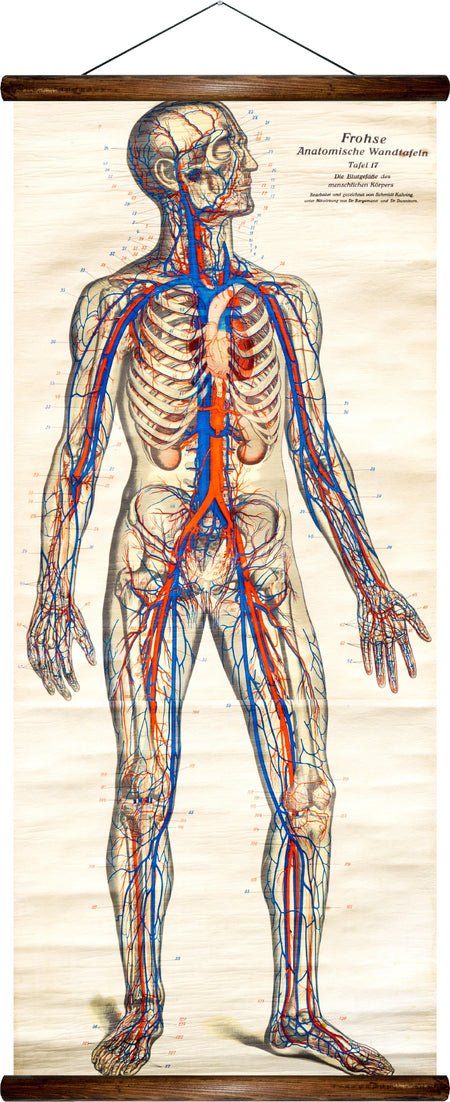 Human arteries and veins, reprint on linen - Josef und Josefine