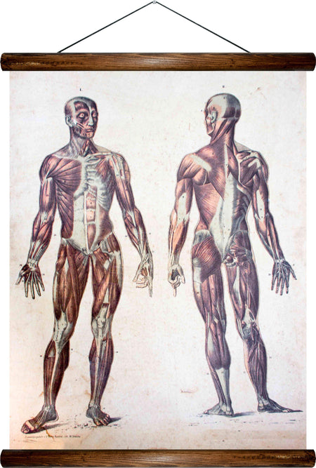 Human body, reprint on linen - Josef und Josefine