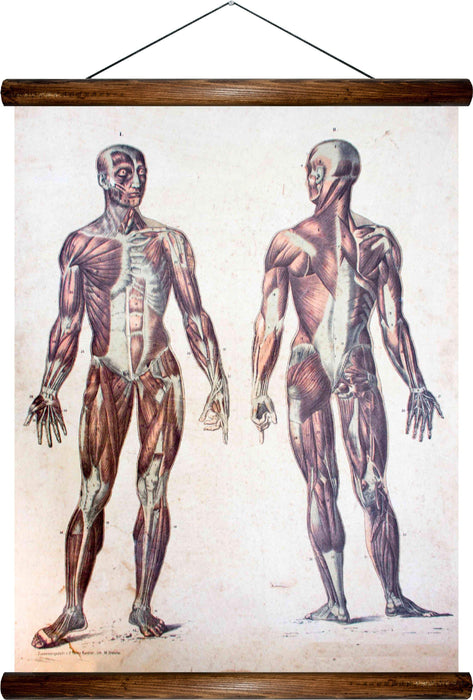 Human body, reprint on linen - Josef und Josefine