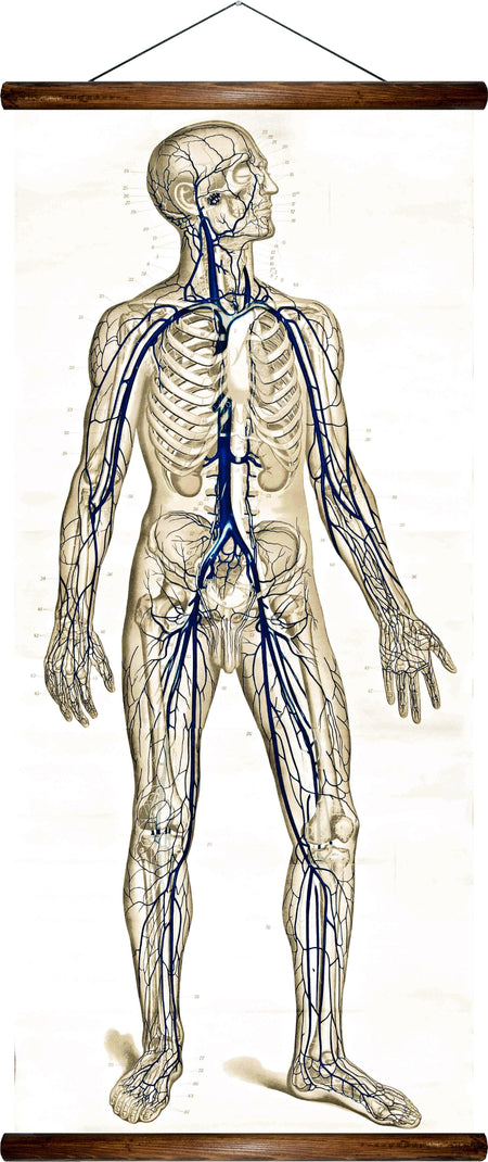 Human veins, reprint on linen - Josef und Josefine