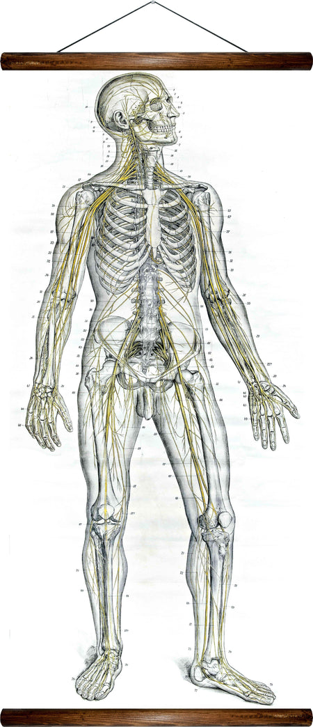 Human nervous system, reprint on linen - Josef und Josefine