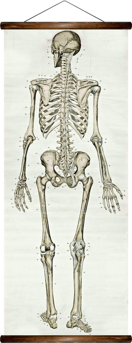 Human skeleton, reprint on linen - Josef und Josefine