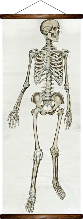 Human skeleton, reprint on linen - Josef und Josefine